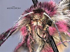 Schinia pulchripennis