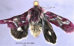 Schinia pulchripennis