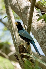 Cyanocorax yucatanicus