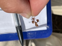 Androsace occidentalis