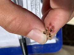 Androsace occidentalis