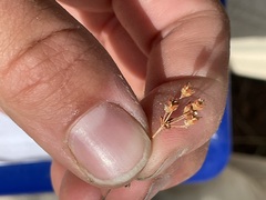 Androsace occidentalis