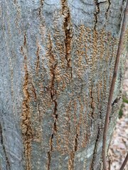 Cryphonectria parasitica