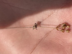 Androsace occidentalis