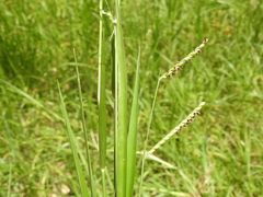 Urochloa dictyoneura