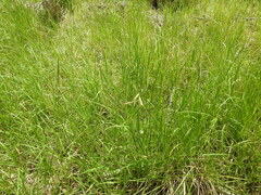 Urochloa dictyoneura