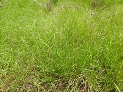 Urochloa dictyoneura