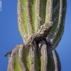 Ctenosaura hemilopha