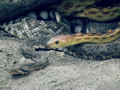 Crotalus mitchellii
