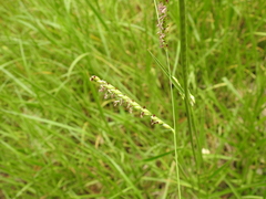 Urochloa dictyoneura