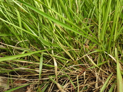 Urochloa dictyoneura