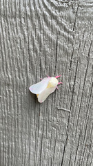 Dryocampa rubicunda alba