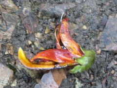Averrhoa carambola