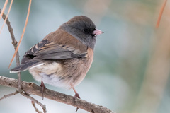 Junco hyemalis mearnsi
