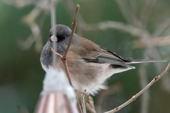 Junco hyemalis mearnsi