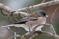 Junco hyemalis mearnsi