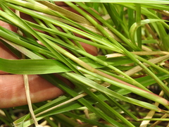 Urochloa dictyoneura