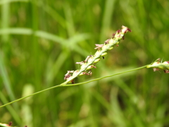 Urochloa dictyoneura