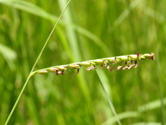 Urochloa dictyoneura