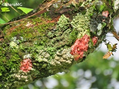 Herpothallon