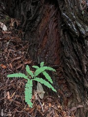 Adiantum aleuticum aleuticum