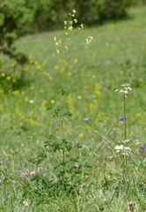 Thalictrum minus
