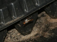 Neriidae