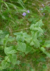 Veronica urticifolia
