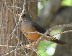 Turdus olivaceus olivaceus