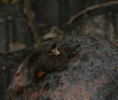 Neriidae