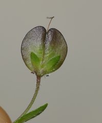 Veronica urticifolia