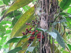 Chamaedorea linearis