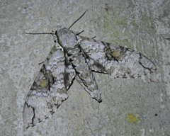 Manduca florestan