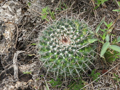 Mammillaria polythele