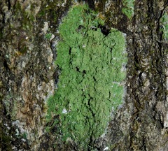 Phyllopsora isidiotyla