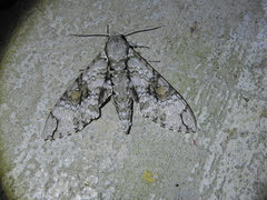 Manduca florestan