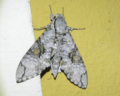 Manduca florestan