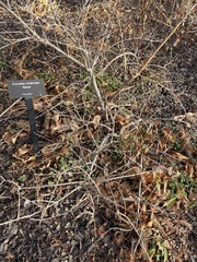 Forsythia viridissima