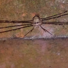 Dicranopalpus