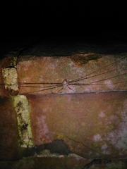 Dicranopalpus