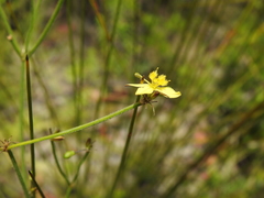 Tricoryne muricata