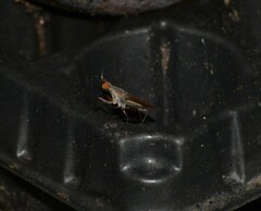 Neriidae