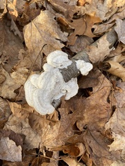 Trametes gibbosa