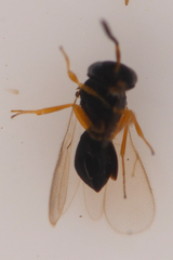 Platygastroidea
