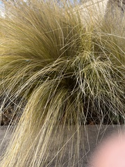 Nassella tenuissima