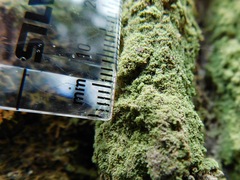 Phyllopsora isidiotyla