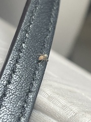 Heliophanus tribulosus