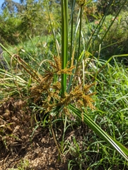 Cyperus exaltatus