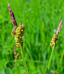 Carex tomentosa