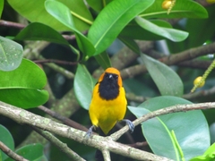 Icterus auricapillus